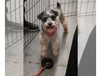 Miniature Schnauzer Mix DOG FOR ADOPTION RGADN-1220155 - Charlie Schnauz *LOCAL*