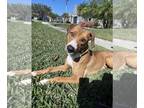 Bogle DOG FOR ADOPTION RGADN-1220160 - Baklava - Beagle / Boxer / Mixed Dog For