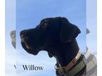 Great Dane DOG FOR ADOPTION RGADN-1220174 - Willow - Great Dane Dog For Adoption