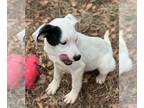 Beagle-Great Pyrenees Mix DOG FOR ADOPTION RGADN-1220178 - Igloo - Great