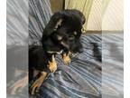 Basset Hound-Labrador Retriever Mix DOG FOR ADOPTION RGADN-1220189 - Sza -