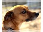 Jack Chi DOG FOR ADOPTION RGADN-1220192 - Bruno - Jack Russell Terrier /