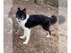 Border Collie-Siberian Husky Mix DOG FOR ADOPTION RGADN-1220203 - Minnie -