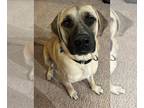 Mastiff DOG FOR ADOPTION RGADN-1220204 - Hoss - Mastiff Dog For Adoption