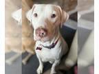American Pit Bull Terrier-Weimaraner Mix DOG FOR ADOPTION RGADN-1220213 - Noel