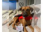 Rhodesian Ridgeback Mix DOG FOR ADOPTION RGADN-1220226 - Honey - Rhodesian