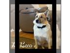 Huskies -Pomeranian Mix DOG FOR ADOPTION RGADN-1220227 - Bear - Pomeranian /