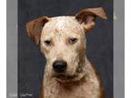 American Staffordshire Terrier Mix DOG FOR ADOPTION RGADN-1220228 - Douglas - M