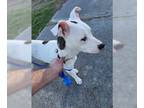American Pit Bull Terrier-Jack Russell Terrier Mix DOG FOR ADOPTION