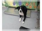 Staffordshire Bull Terrier Mix DOG FOR ADOPTION RGADN-1220238 - DIAMOND -