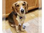 Beagle DOG FOR ADOPTION RGADN-1220239 - Boomer 2024 - Beagle (short coat) Dog