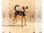 Australian Kelpie Mix DOG FOR ADOPTION RGADN-1220247 - ChiChi and GARY bonded