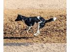 Border Collie Mix DOG FOR ADOPTION RGADN-1220254 - GARY and ChiChi BondedPair -