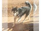 Mix DOG FOR ADOPTION RGADN-1220264 - HUSKER - Husky (long coat) Dog For