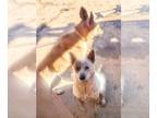 Mix DOG FOR ADOPTION RGADN-1220270 - RANDY - Red Heeler (short coat) Dog For