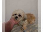 Shih Tzu DOG FOR ADOPTION RGADN-1220271 - Pat - Shih Tzu (medium coat) Dog For