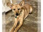 German Shepherd Dog Mix DOG FOR ADOPTION RGADN-1220286 - Toby - German Shepherd