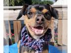 Miniature Pinscher Mix DOG FOR ADOPTION RGADN-1220293 - Pepper - Miniature