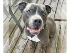 American Staffordshire Terrier Mix DOG FOR ADOPTION RGADN-1220305 - Caine -