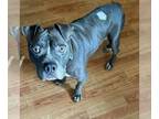 American Staffordshire Terrier Mix DOG FOR ADOPTION RGADN-1220305 - Caine -