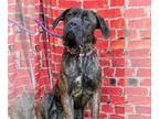 Mastiff DOG FOR ADOPTION RGADN-1220316 - Bella 2 - Mastiff Dog For Adoption