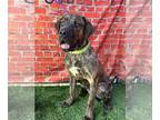 Mastiff DOG FOR ADOPTION RGADN-1220317 - Trixie - Mastiff Dog For Adoption