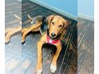 Coonhound Mix DOG FOR ADOPTION RGADN-1220318 - Snickers *FOSTER HOME NEEDED* -