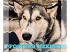 Siberian Husky DOG FOR ADOPTION RGADN-1220325 - Foster - Siberian Husky / Husky