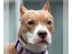 American Staffordshire Terrier DOG FOR ADOPTION RGADN-1220328 - Honeybee -