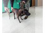 Plott Hound Mix DOG FOR ADOPTION RGADN-1220348 - Peanut - Plott Hound / Mixed