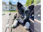 Border Collie Mix DOG FOR ADOPTION RGADN-1220350 - Milo - Border Collie / Mixed