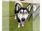 Siberian Husky Mix DOG FOR ADOPTION RGADN-1220353 - KEVO - Siberian Husky /