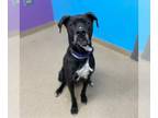 Boxador DOG FOR ADOPTION RGADN-1220374 - MILES - Boxer / Labrador Retriever /