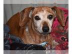 Dachshund DOG FOR ADOPTION RGADN-1220379 - Lady in TN still waiting for RIGHT