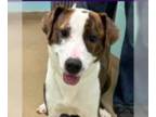 Mountain Cur Mix DOG FOR ADOPTION RGADN-1220381 - Chloe - Mountain Cur / Terrier