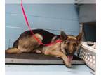 German Shepherd Dog DOG FOR ADOPTION RGADN-1220396 - BRYAN - German Shepherd Dog