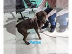 Labrador Retriever Mix DOG FOR ADOPTION RGADN-1220405 - Patton - Labrador