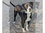 Labrador Retriever DOG FOR ADOPTION RGADN-1220407 - Wendy - Labrador Retriever /