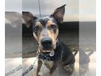 Plott Hound-Rottweiler Mix DOG FOR ADOPTION RGADN-1220414 - Mama Karen (SPAYED)