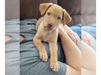 Labrador Retriever Mix DOG FOR ADOPTION RGADN-1220415 - Willow - Labrador