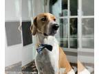 Collie-English Foxhound Mix DOG FOR ADOPTION RGADN-1220419 - Bodhi - Foxhound /