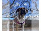 Coonhound Mix DOG FOR ADOPTION RGADN-1220420 - Mullein - Coonhound / Mixed Dog