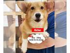 Pembroke Welsh Corgi DOG FOR ADOPTION RGADN-1220421 - Richer - Corgi Dog For