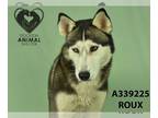 Siberian Husky DOG FOR ADOPTION RGADN-1220434 - ROUX - Siberian Husky (medium