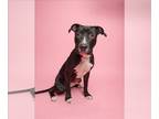 American Pit Bull Terrier DOG FOR ADOPTION RGADN-1220442 - ZAC - Pit Bull