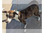 Plott Hound Mix DOG FOR ADOPTION RGADN-1220457 - TOFFEE - Plott Hound / Mixed