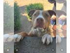 American Pit Bull Terrier Mix DOG FOR ADOPTION RGADN-1220464 - Harley (Courtesy