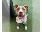 American Pit Bull Terrier Mix DOG FOR ADOPTION RGADN-1220464 - Harley (Courtesy