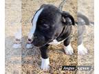 American Pit Bull Terrier Mix DOG FOR ADOPTION RGADN-1220504 - Angus - Pit Bull