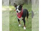 Brat DOG FOR ADOPTION RGADN-1220511 - Berkley - Boston Terrier / Rat Terrier /
